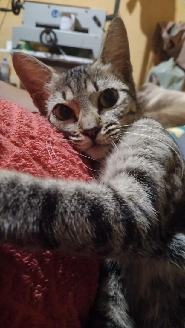 Gato raça SRD-ViraLata idade 1 ano nome Lilica