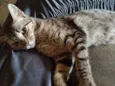 Lilica