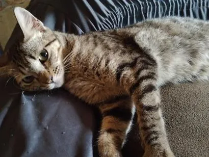 Gato raça SRD-ViraLata idade 1 ano nome Lilica