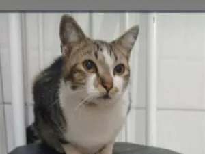 Gato raça SRD-ViraLata idade 2 anos nome Chico