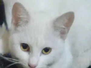 Gato raça SRD-ViraLata idade 2 a 6 meses nome Branca
