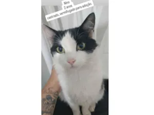 Gato raça SRD-ViraLata idade 2 anos nome Nino
