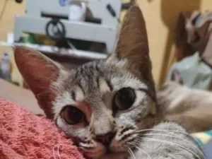 Gato raça SRD-ViraLata idade 1 ano nome Lilica