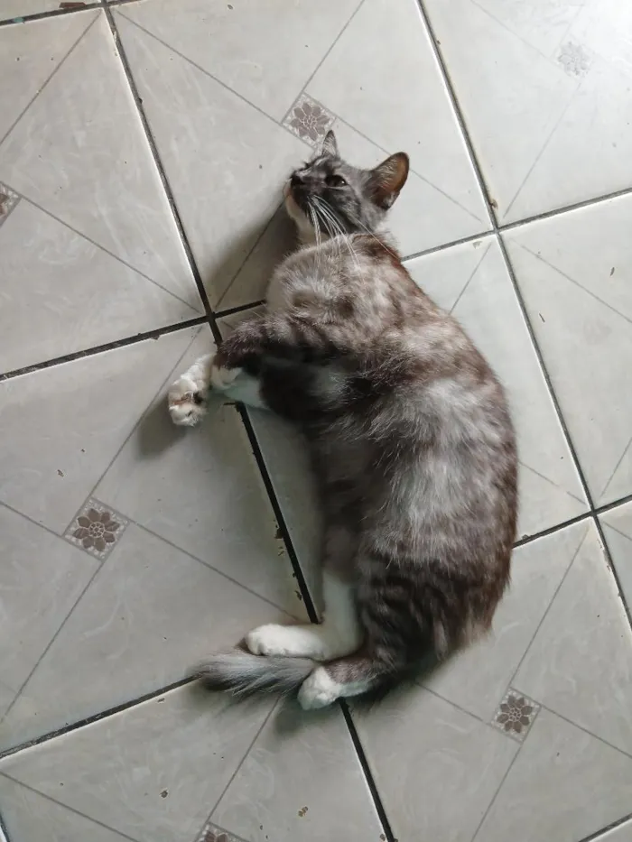 Gato raça SRD-ViraLata idade 4 anos nome Millie