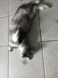 Millie