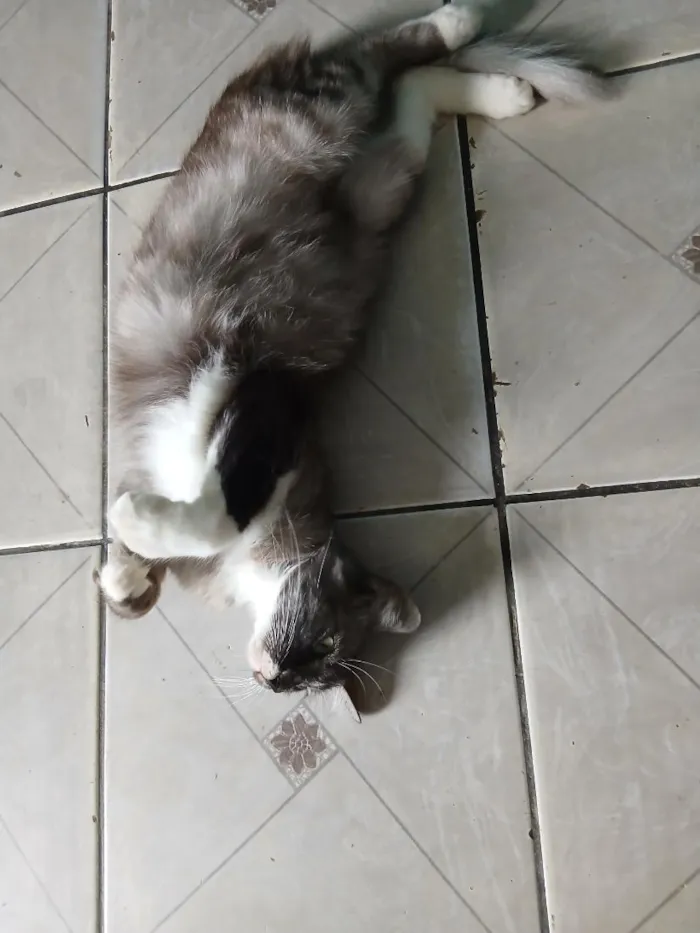 Gato raça SRD-ViraLata idade 4 anos nome Millie