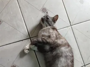 Gato raça SRD-ViraLata idade 4 anos nome Millie