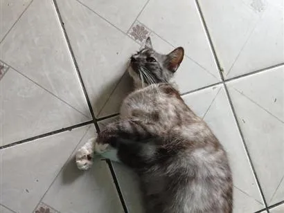 Gato raça SRD-ViraLata idade 4 anos nome Millie