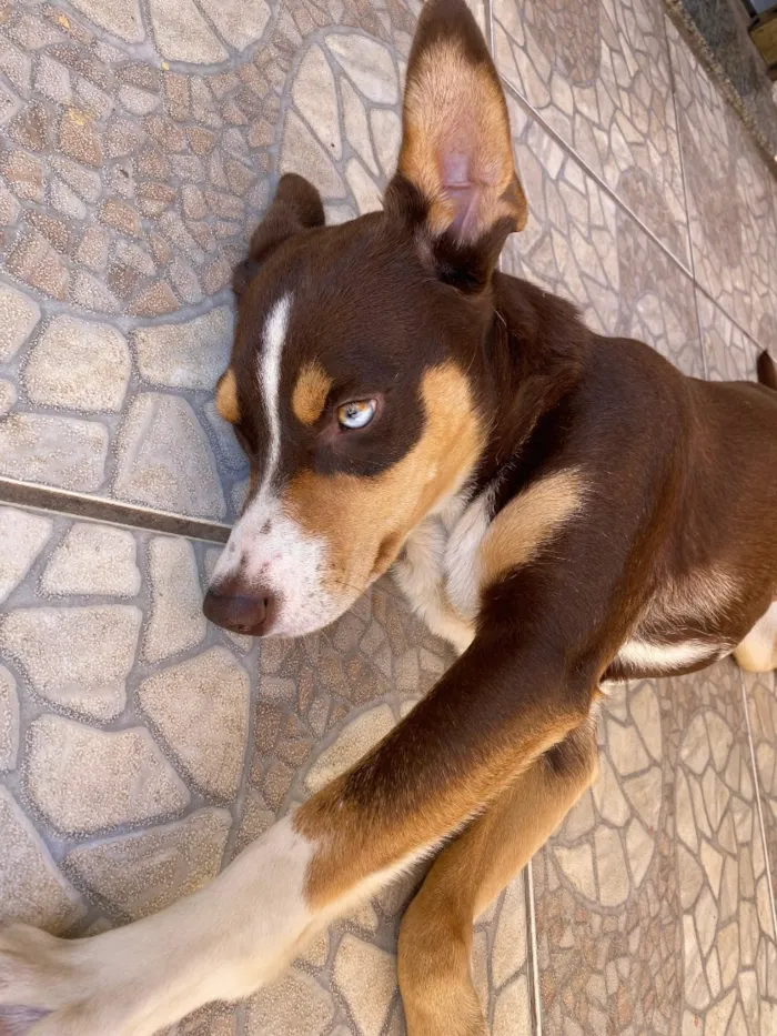 Cachorro raça SRD-ViraLata idade 1 ano nome Kiara