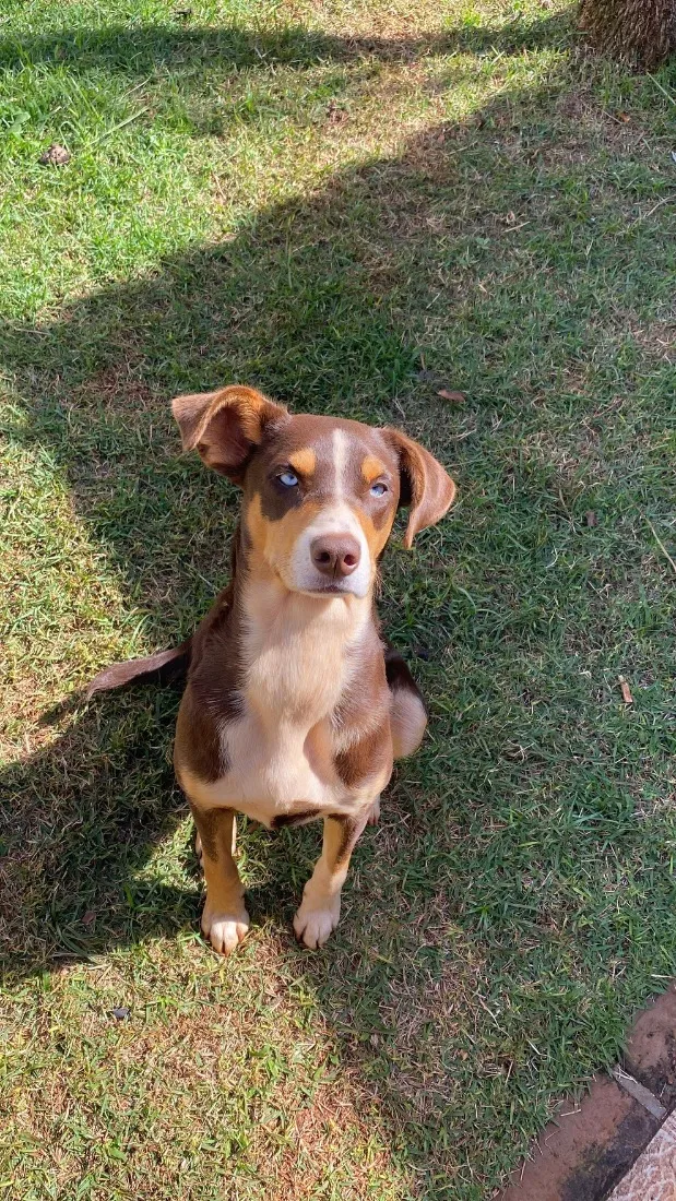 Cachorro raça SRD-ViraLata idade 1 ano nome Kiara
