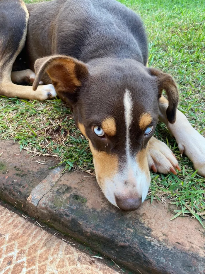 Cachorro raça SRD-ViraLata idade 1 ano nome Kiara