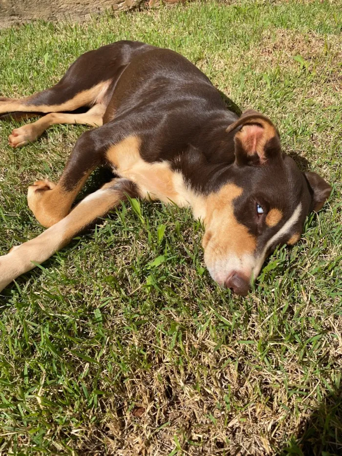 Cachorro raça SRD-ViraLata idade 1 ano nome Kiara