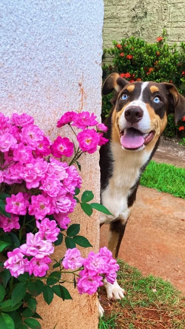 Cachorro raça SRD-ViraLata idade 1 ano nome Kiara