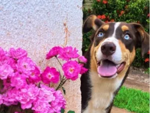 Cachorro raça SRD-ViraLata idade 1 ano nome Kiara