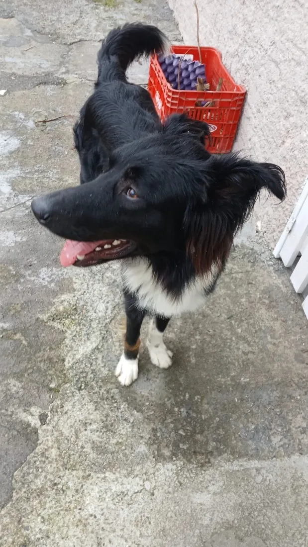 Cachorro raça SRD-ViraLata idade 7 a 11 meses nome Luke