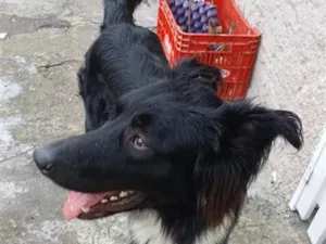 Cachorro raça SRD-ViraLata idade 7 a 11 meses nome Luke