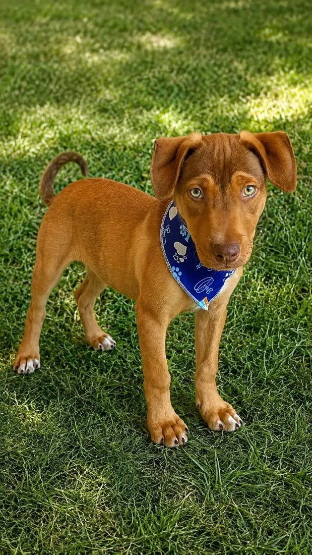Cachorro raça SRD-ViraLata idade 2 a 6 meses nome Apollo