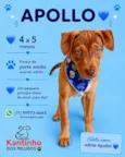 Apollo