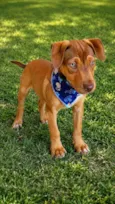 Apollo