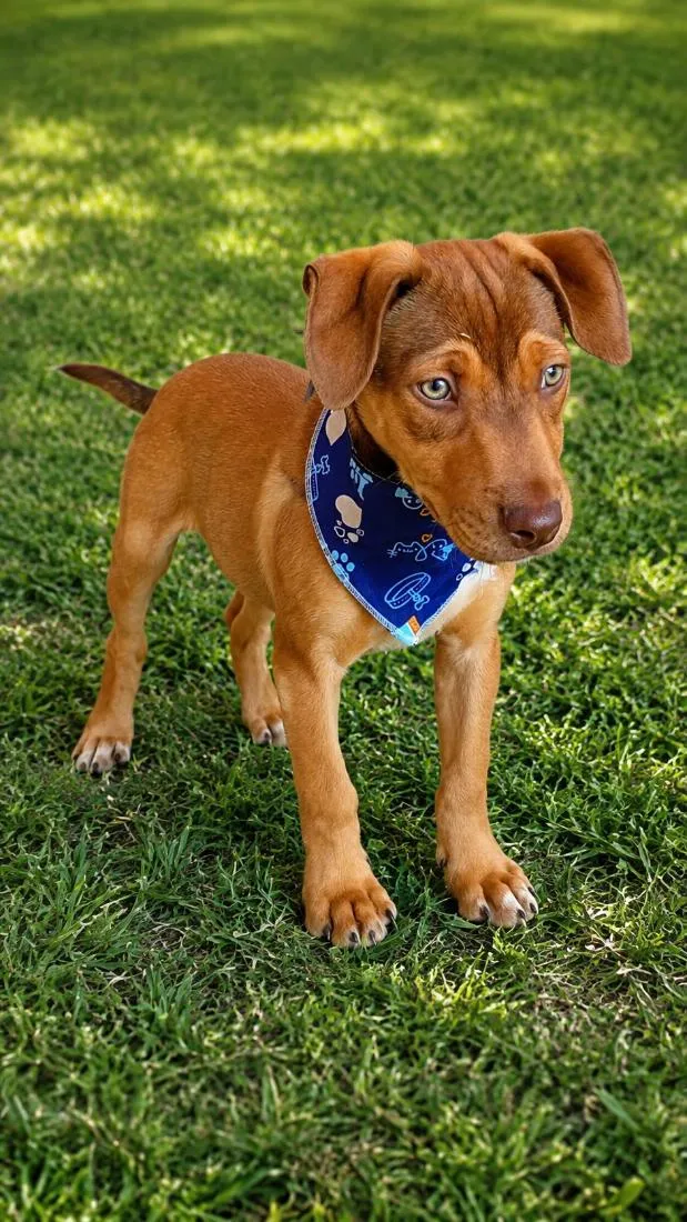 Cachorro raça SRD-ViraLata idade 2 a 6 meses nome Apollo