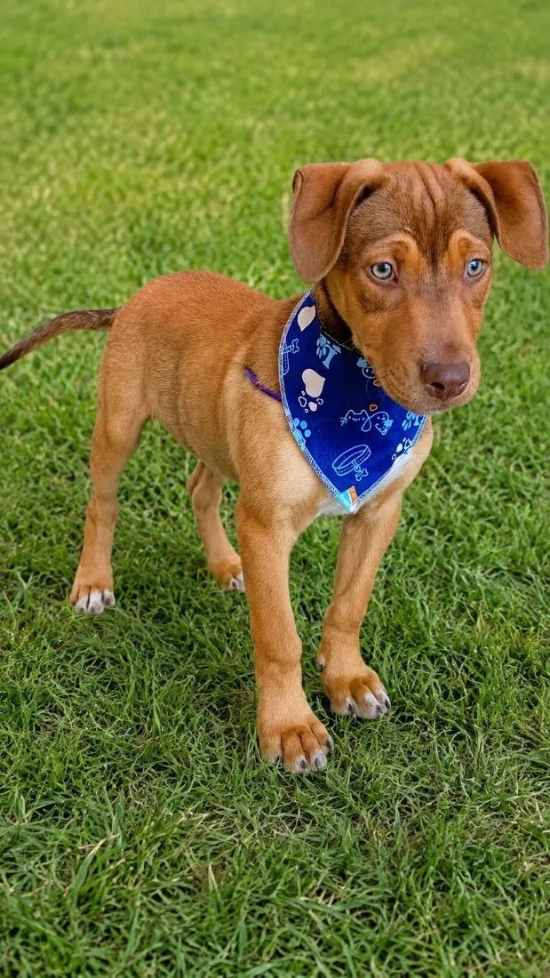 Cachorro raça SRD-ViraLata idade 2 a 6 meses nome Apollo
