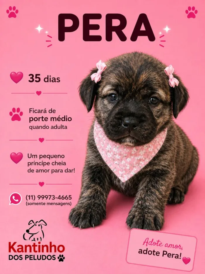 Cachorro raça SRD-ViraLata idade Abaixo de 2 meses nome Pera