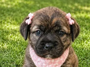Cachorro raça SRD-ViraLata idade Abaixo de 2 meses nome Pera