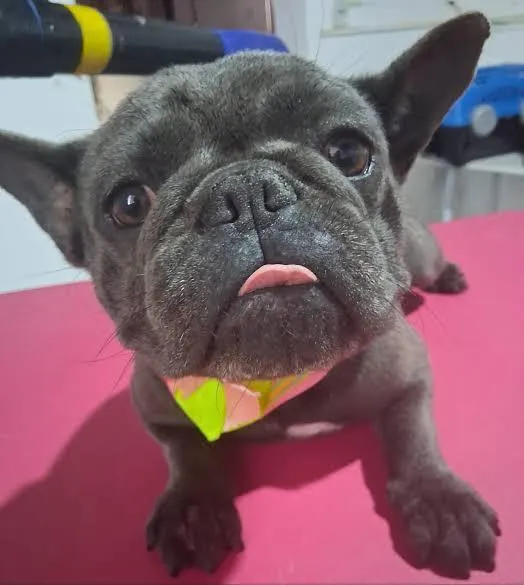 Cachorro raça SRD-ViraLata idade 7 a 11 meses nome Tomas