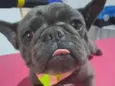 Tomas