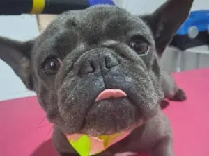 Cachorro raça SRD-ViraLata idade 7 a 11 meses nome Tomas