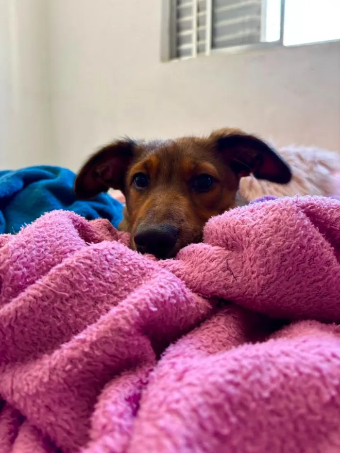 Cachorro raça SRD-ViraLata idade 2 a 6 meses nome Lua