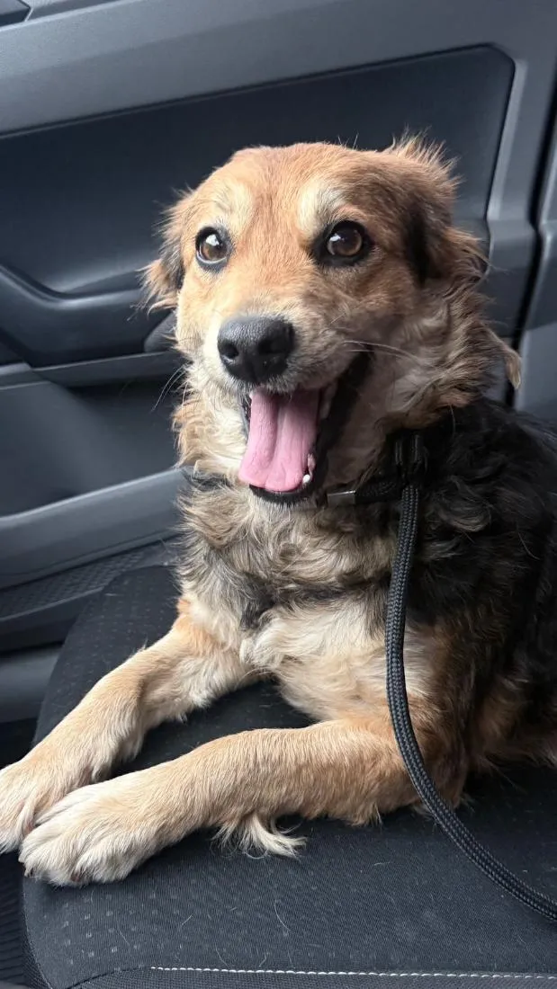 Cachorro raça SRD-ViraLata idade 2 anos nome Marcília