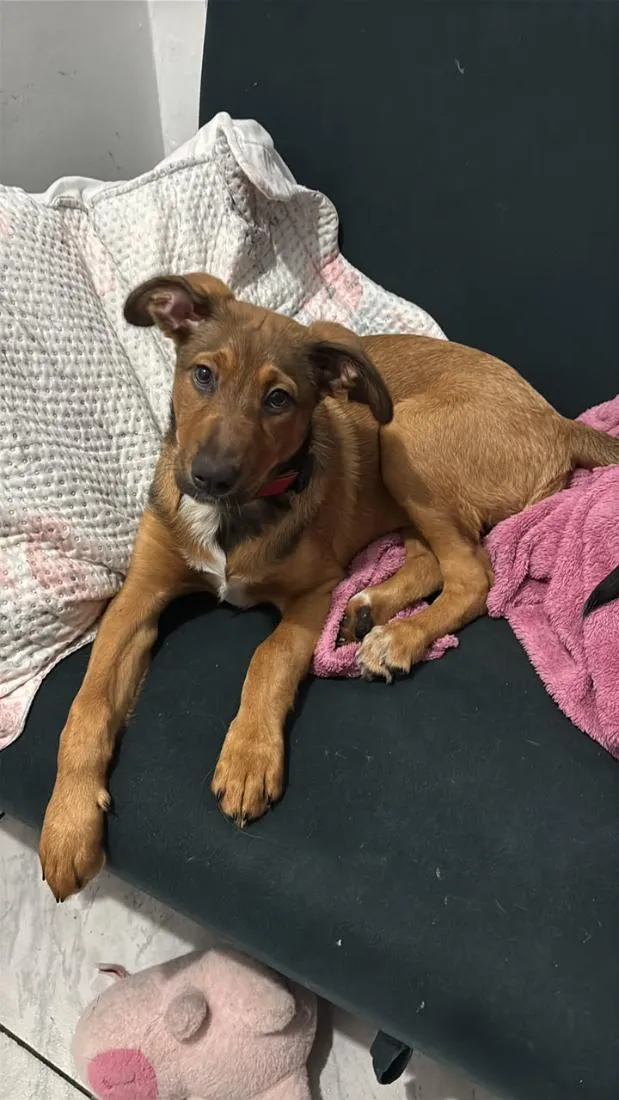 Cachorro raça SRD-ViraLata idade 2 a 6 meses nome Lua