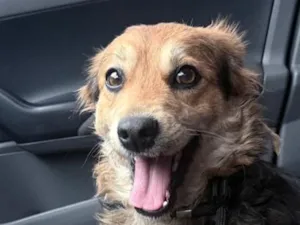 Cachorro raça SRD-ViraLata idade 2 anos nome Marcília