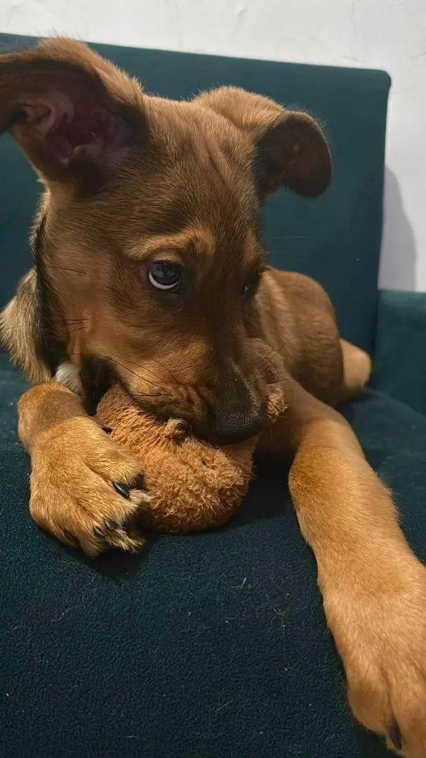 Cachorro raça SRD-ViraLata idade 2 a 6 meses nome Lua