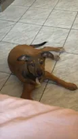 Lua