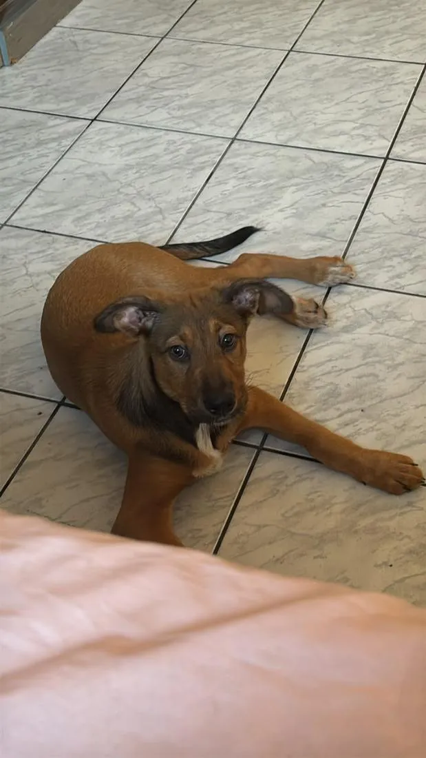 Cachorro raça SRD-ViraLata idade 2 a 6 meses nome Lua