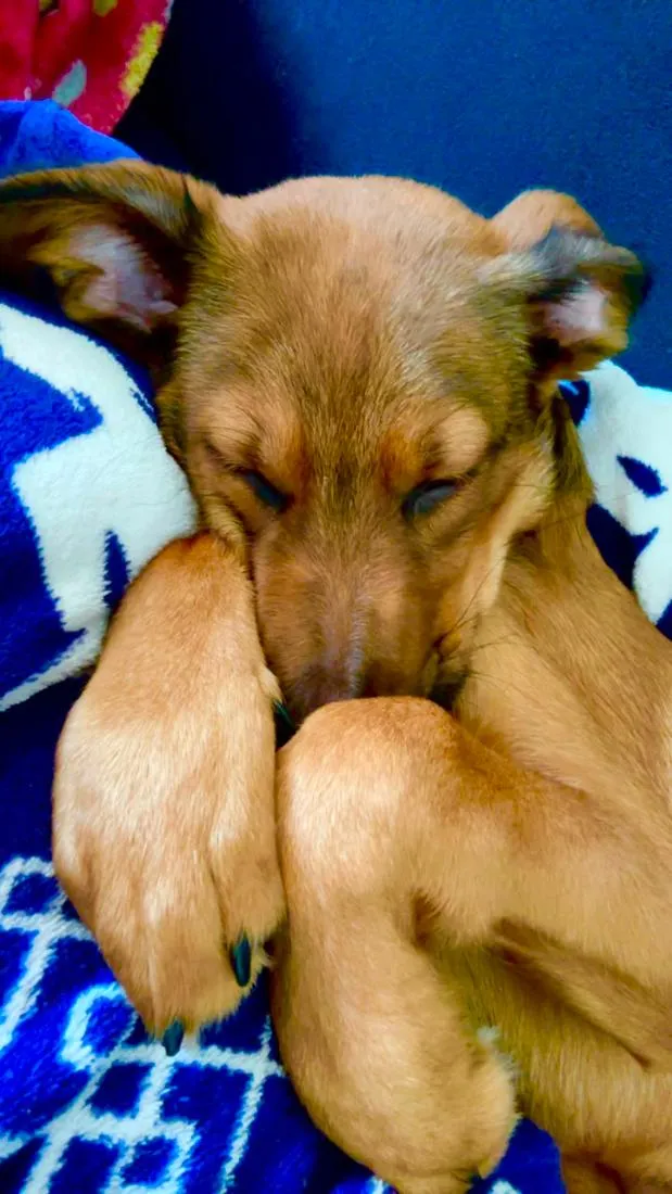 Cachorro raça SRD-ViraLata idade 2 a 6 meses nome Lua