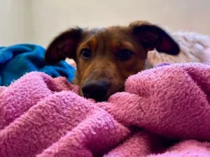 Cachorro raça SRD-ViraLata idade 2 a 6 meses nome Lua