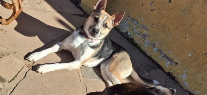 Cachorro raça SRD-ViraLata idade 2 anos nome Faísca