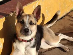 Cachorro raça SRD-ViraLata idade 2 anos nome Faísca
