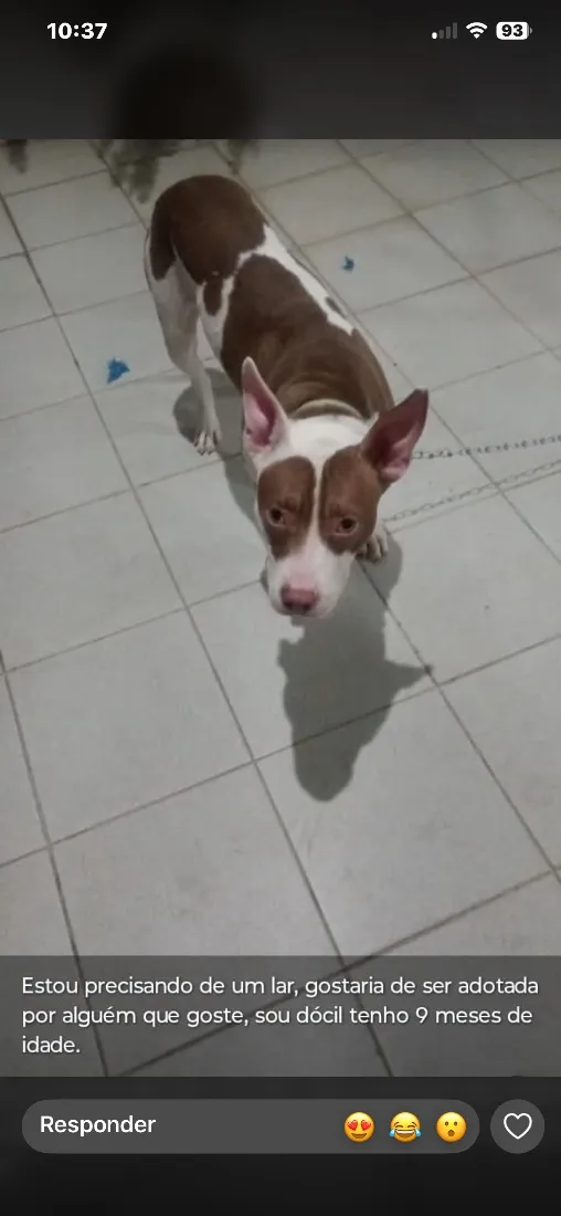 Cachorro raça Pit-Bull idade 7 a 11 meses nome Bradock