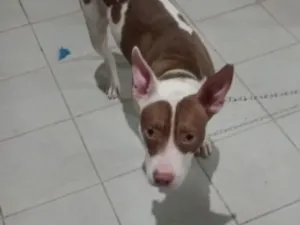 Cachorro raça Pit-Bull idade 7 a 11 meses nome Bradock