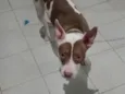 Bradock