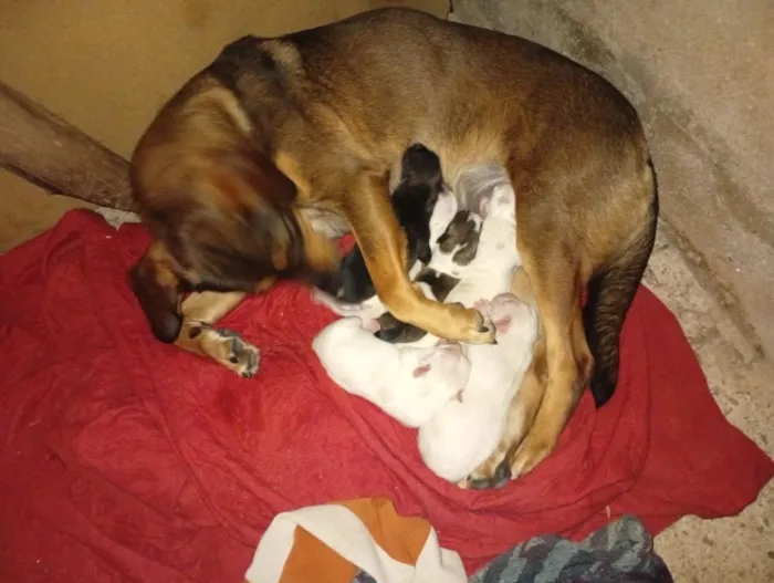 Cachorro raça SRD-ViraLata idade Abaixo de 2 meses nome filhotes6