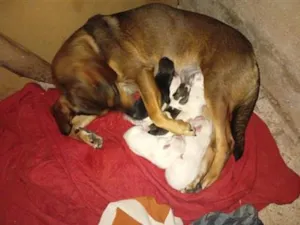 Cachorro raça SRD-ViraLata idade Abaixo de 2 meses nome filhotes6