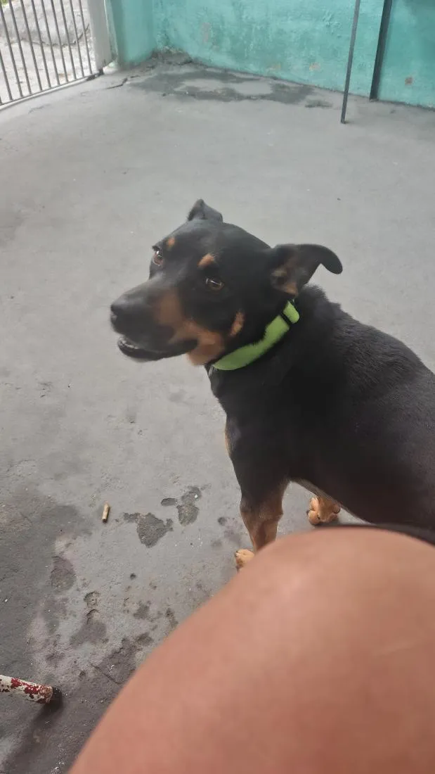 Cachorro raça SRD-ViraLata idade 3 anos nome Cadu