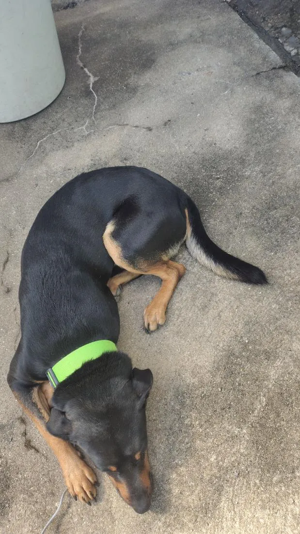 Cachorro raça SRD-ViraLata idade 3 anos nome Cadu