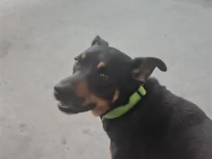 Cachorro raça SRD-ViraLata idade 3 anos nome Cadu