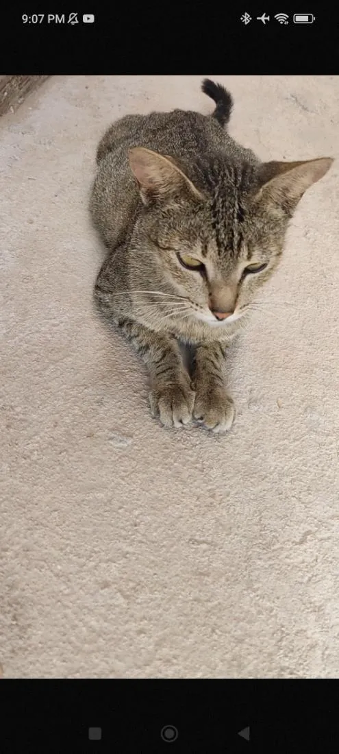 Gato raça SRD-ViraLata idade 2 anos nome Nora